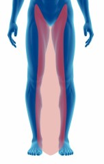 legs (in)