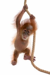 monkey