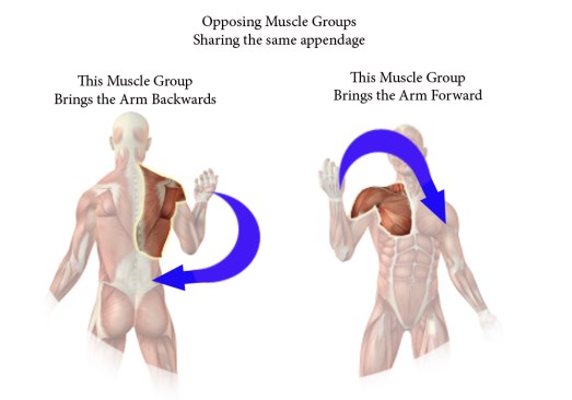 opposing muscle group copy