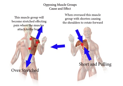 opposing muscle group2 copy